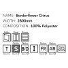 Borderflower Citrus